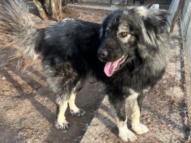 Phil - bist Du seine zweite Chance für ein schönes Leben ?😊