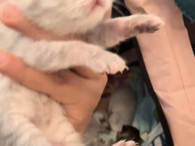 Bkh Britisch kurzhaar kitten Katzen