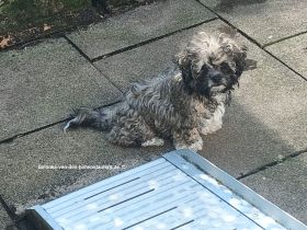 Bolonka Zwetna Welpen von der reinrassigen Hundezucht von den Hohenstaufern in Adelberg, Raum GP