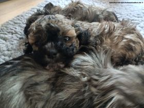 Bolonka Zwetna Welpen von der reinrassigen Hundezucht von den Hohenstaufern in Adelberg, Raum GP