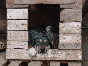 Zohra hat das Welpen- / Pubertäts-Diplom schon in der Tasche