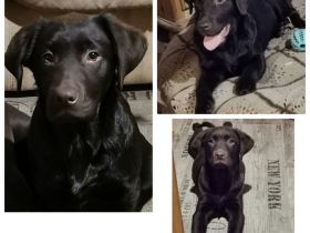 Labrador Junghündin, 12 Monate, braun