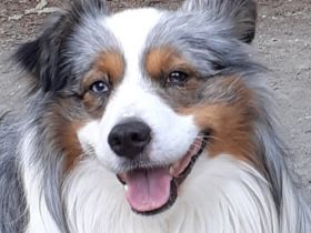 Miniature Australian Shepherd Deckrüde