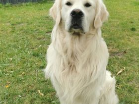 Deckrüde Golden Retriever creme, Sami Benji von der Friedenseiche