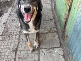 Bailey- eine Hündin mit Herz und Charakter sucht ihr Zuhause🐶🩷