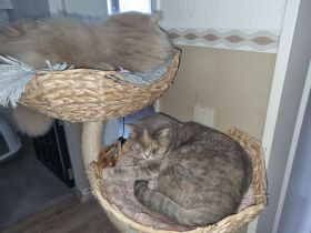 Britisch Kurzhaar Bkh mit Stammbaum