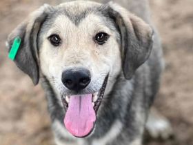 BABU  ca. 1-jähriger, bildschöner Jung-Rüde, ca. 47 cm, hat eine angenehm zurückhaltende Art