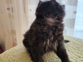 Zauberhafte BK-Kitten suchen ein Zuhause (ab August)