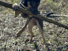 Schäferhund/Malinois Mix Malu sucht ein neues Zuhause 🩵