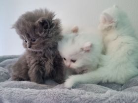 Reinrassige Perser Kitten suchen ein neues Zuhause