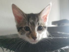 Katzenbabys/Maine-Coon-Katze Mix