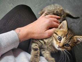 12 Wochen alter Kater sucht liebevolles Zuhause