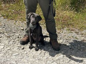 Labrador Junghund aus 03/24