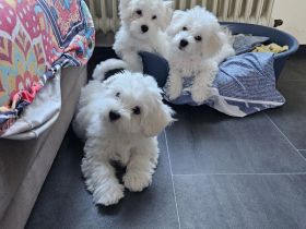 3 Bichon Frise Welpen Rüden 13 Wochen