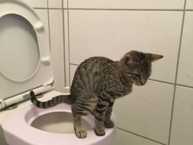 Bengal BKH Kater mit Stammbaum Menschenklonutzer menschenbezogen Schnurrer kastriert geship