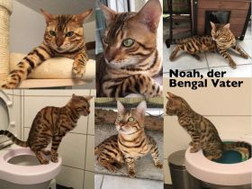 Bengal Kater mit Stammbaum Menschenklonutzer Leinenführig menschenbezogen Schnurrer kastriert geship