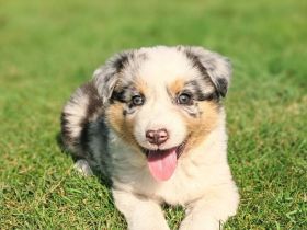 Australian Sheperd Wellpen