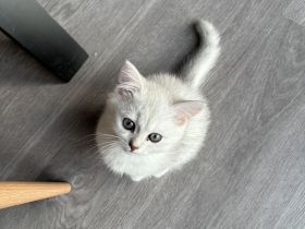 Süße Kuschelige BKH Kitten