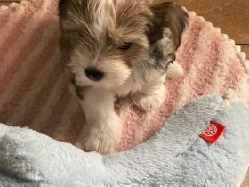 Biewer Yorkshire Terrier