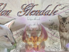 Orientalen Zucht " Von Glendale "