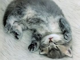 Ein wundervoller BKH Kater