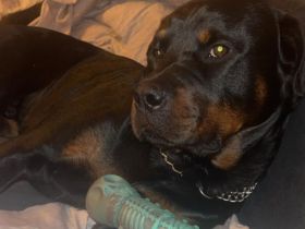 Rottweiler Rüde 2 Jahre alt