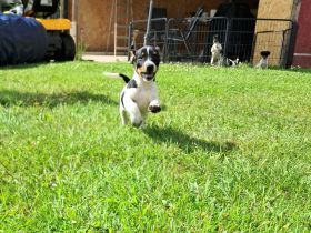 Jack Russell Welpen