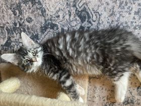 Maine coon Kitten Jungs