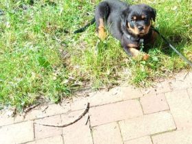 Tiger rottweiler 9 wochen sucht ein zuhause