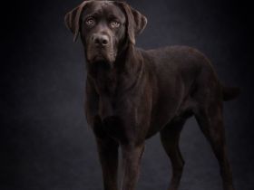 Labrador Deckrüde in Braun