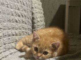 BKH Kater in der Farbe red tabby