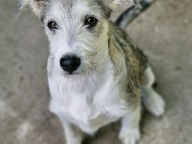 Spider, jung, freundlich auf PS in 65618 Selters