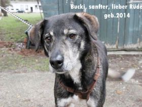 Buck, Schäferhund-Mix, geb. 2014, sucht verständnisvolle, geduldige Besitzer