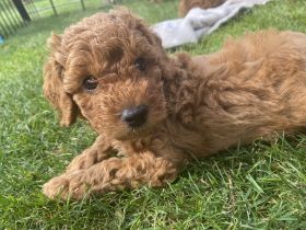 Zwergpudel, Pudel Welpen in der Farbe rot/red, ab 10.09 Abgabe bereit