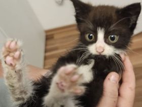 Zwei entzückende Katzenkinder