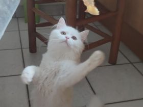 Süße und verspielte BKH Jungtiere (Katerchen) geimpft entwurmt.