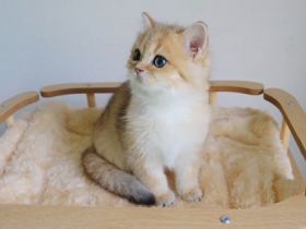 Britisch Kurzhaarkatze