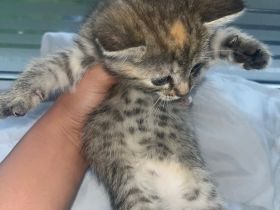 BKH Katzen Baby zu adaptieren