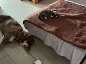 Reinrassige Kanal Welpen