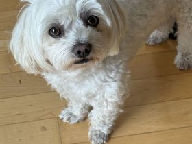 Mini Malteser Rüde sucht Hündin zum Decken