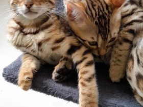 Bengal kitten
