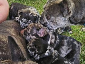 Französische Bulldoggenwelpen