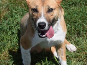 Caroline, verschmuste, sportlich aktive Mischlingshündin, mitelgroß,