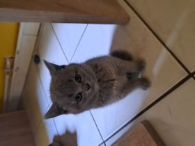 Britisch kurzhaar kitten zu verkaufen