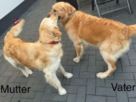 Golden Retriever Welpen von Hobbyzüchter