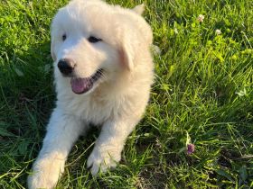 Pyrenäenberghund Welpen