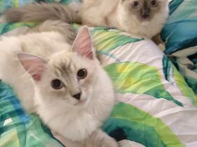 Ragdoll reinrassige Luxus Kätzchen mit Blaue Augen Neue Wurf abgabebereit ab 19.06.2026