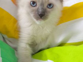 Ragdoll reinrassige Luxus Kätzchen mit Blaue Augen Neue Wurf abgabebereit ab 19.06.2026