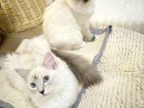 Ragdoll reinrassige Luxus Kätzchen mit Blaue Augen sofort abgabebereit