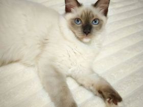 Ragdoll reinrassige Luxus Kätzchen mit Blaue Augen sofort abgabebereit